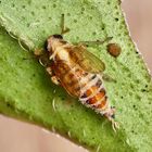 Tote Spornzikade (Delphacidae) auf Oregano-Blatt