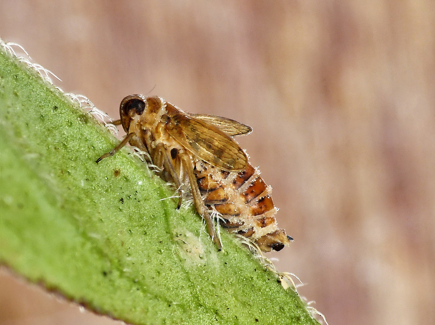 Tote Spornzikade (Delphacidae) auf Oregano-Blatt