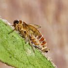 Tote Spornzikade (Delphacidae) auf Oregano-Blatt