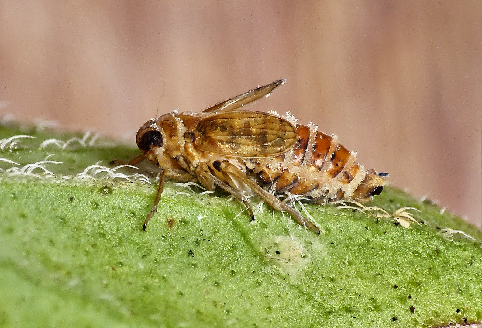 Tote Spornzikade (Delphacidae) auf Oregano-Blatt