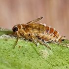 Tote Spornzikade (Delphacidae) auf Oregano-Blatt