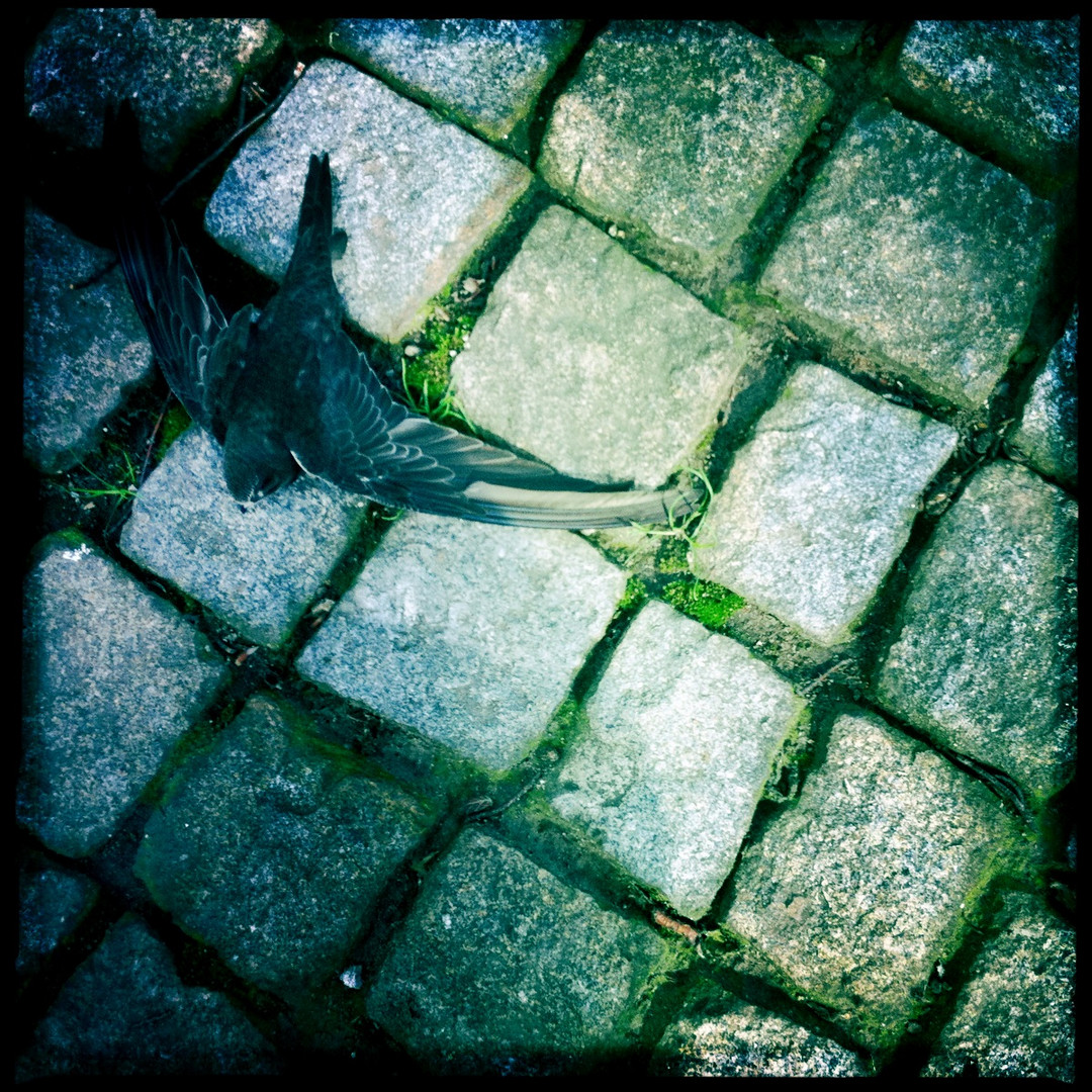 Tote Taube auf dem Domherrenfriedhof in Köln