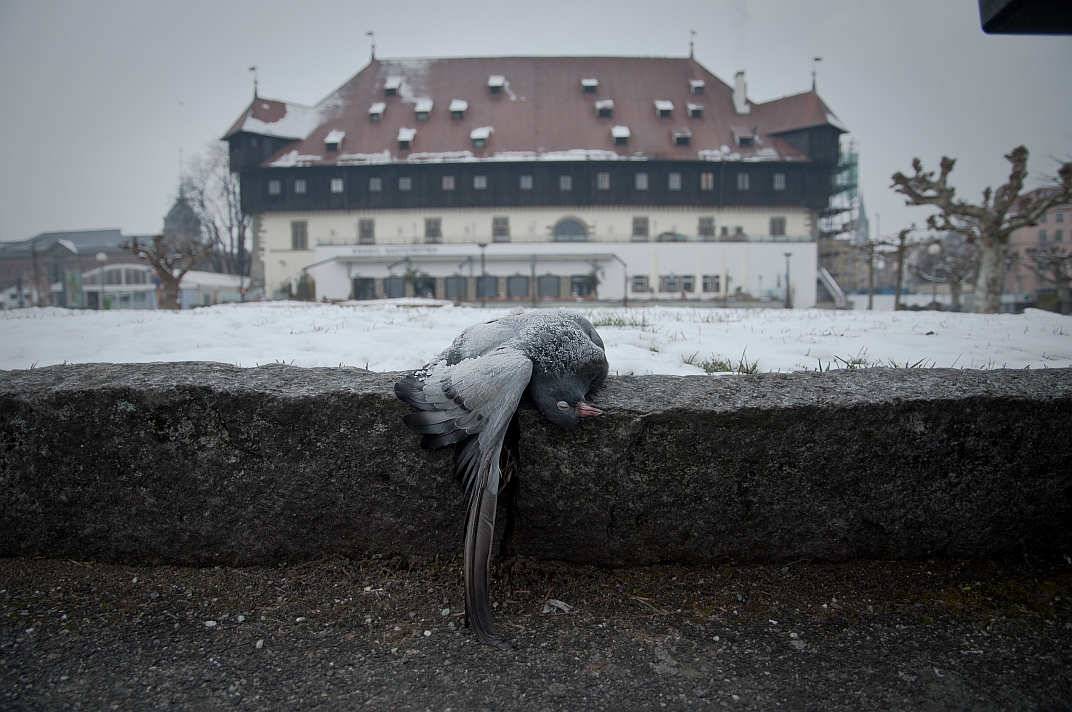 Tote Taube vor dem Konstanzer Konzilgebäude