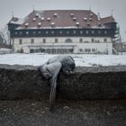 Tote Taube vor dem Konstanzer Konzilgebäude