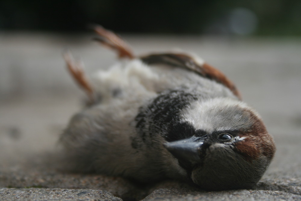 Tote Vögel fliegen nicht