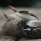 Tote Vögel fliegen nicht