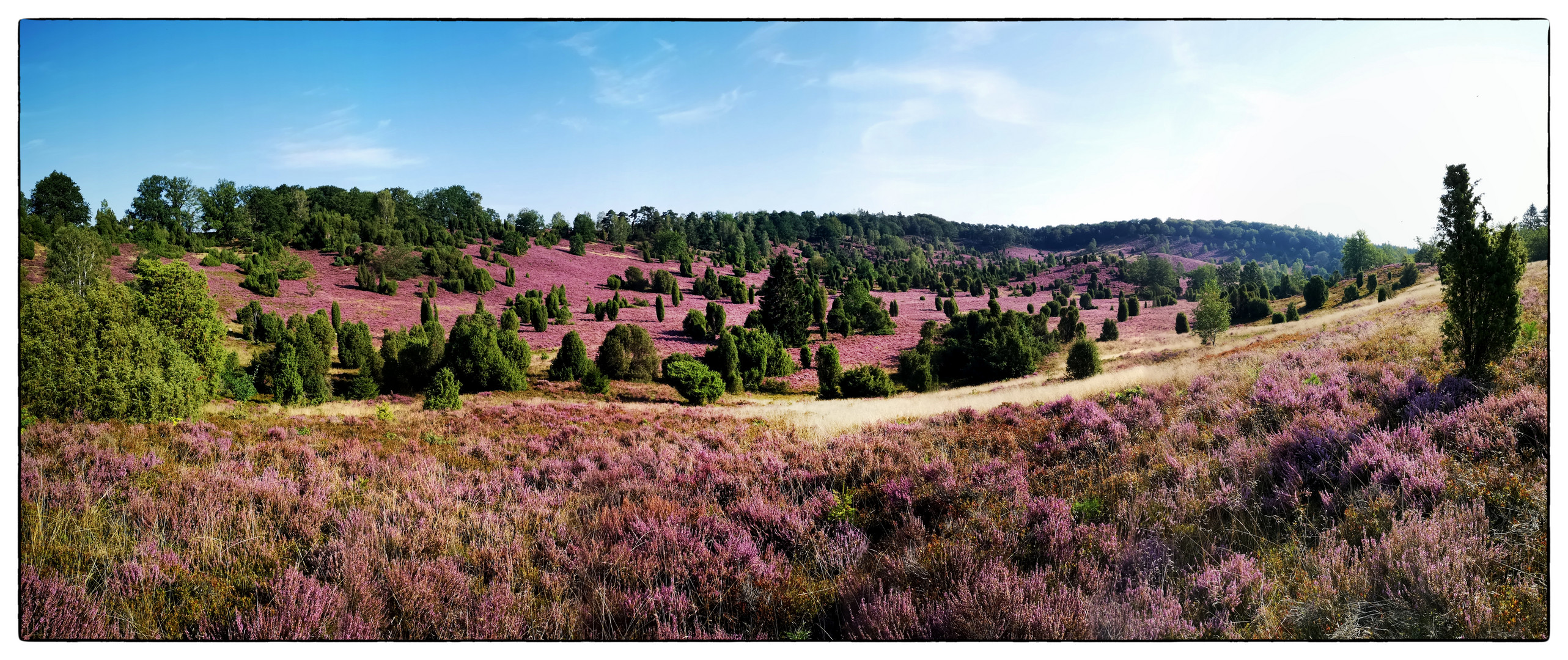 Totegrund - Lüneburger Heide