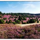 Totegrund - Lüneburger Heide