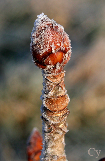 Totem