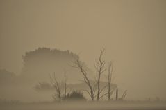 Totem im Nebel