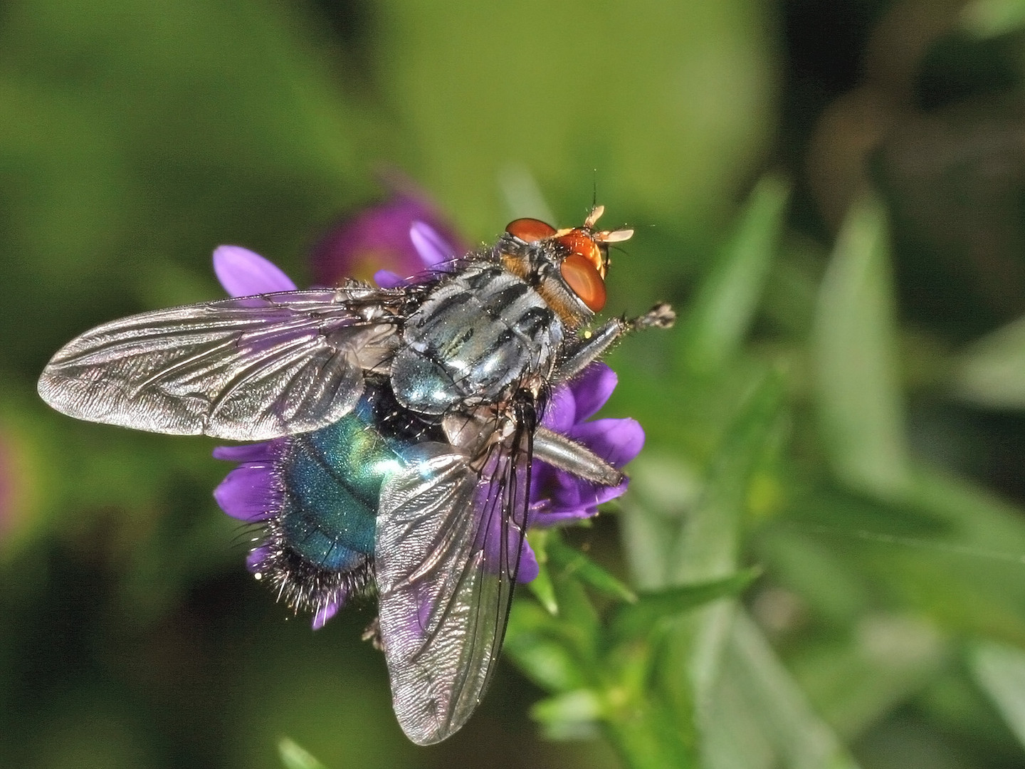 Toten- oder Friedhofsfliege (Cynomya mortuorum)......