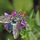 Toten- oder Friedhofsfliege (Cynomya mortuorum)......