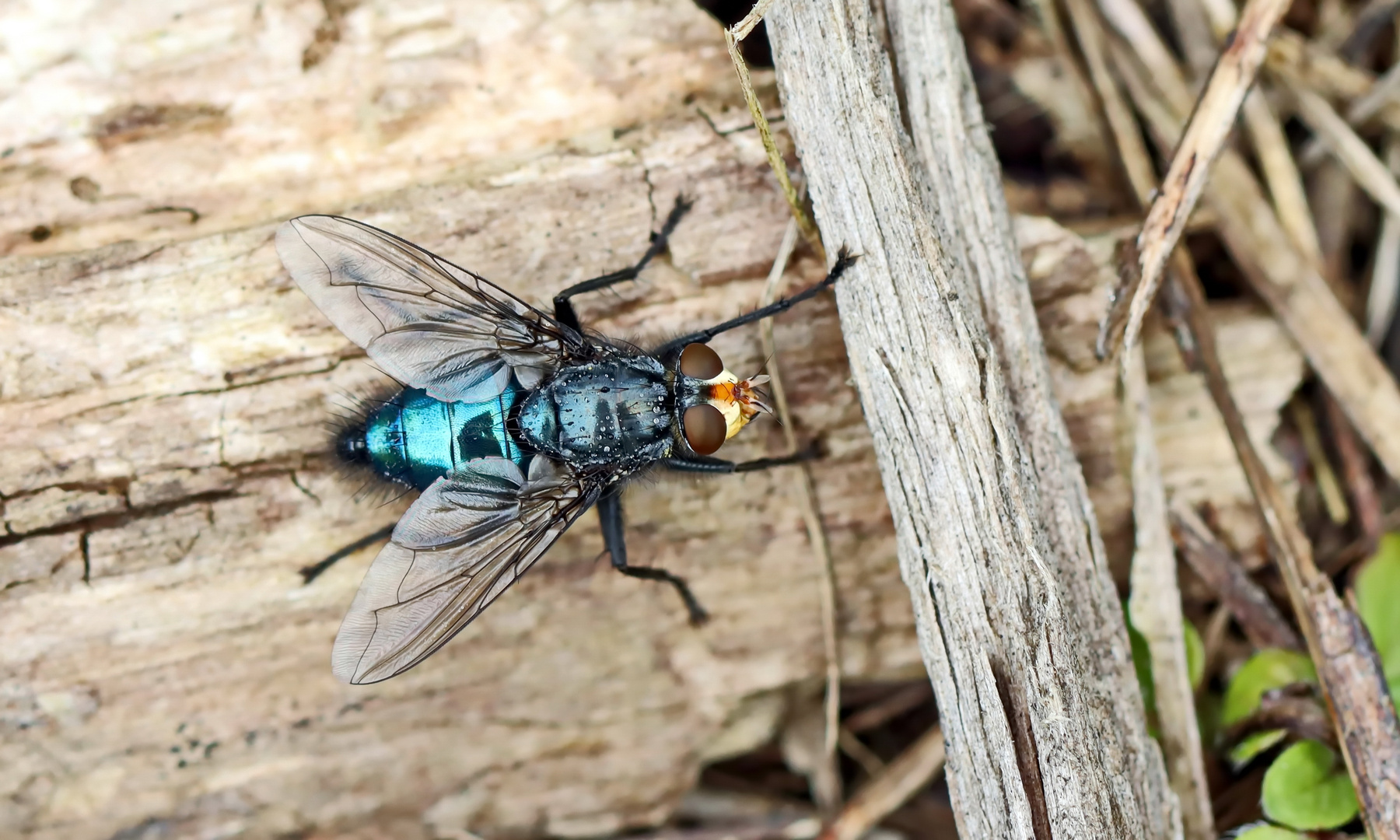 Toten- oder Friedhofsfliege,Cynomya mortuorum