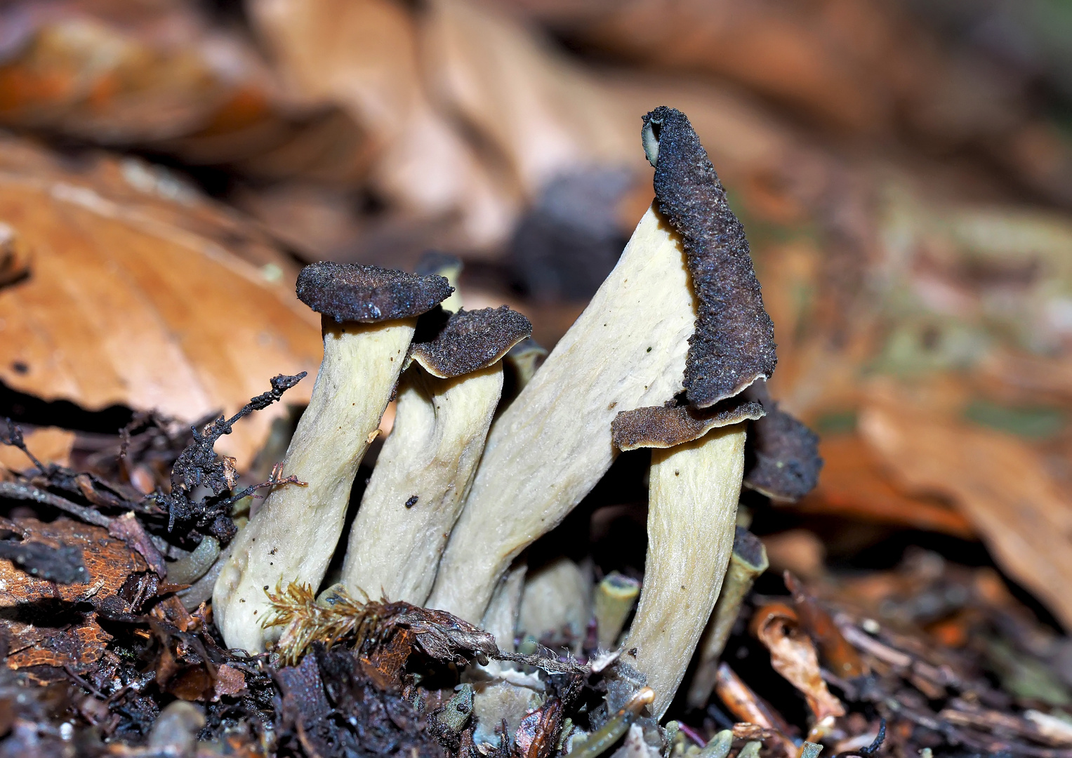 Toten- oder Herbsttrompete (Craterellus cornucopioides), Natur pur! * - Trompettes des morts! 