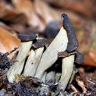 Toten- oder Herbsttrompete (Craterellus cornucopioides), Natur pur! * - Trompettes des morts! 