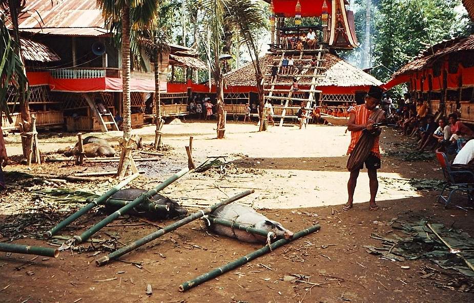 Totenfeier der Toraja (4)