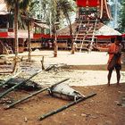 Totenfeier der Toraja (4)