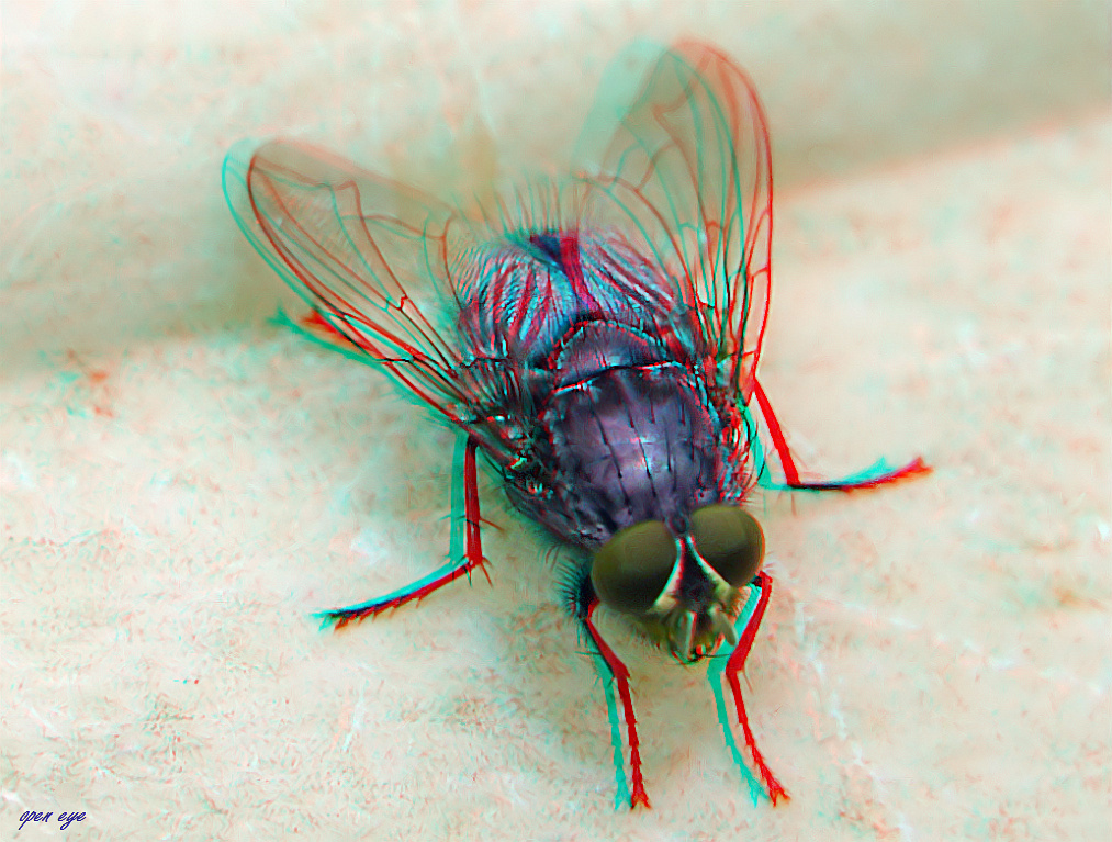 Totenfliege - Cynomya mortuorum - Anaglypge