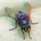 Totenfliege - Cynomya mortuorum - Anaglypge