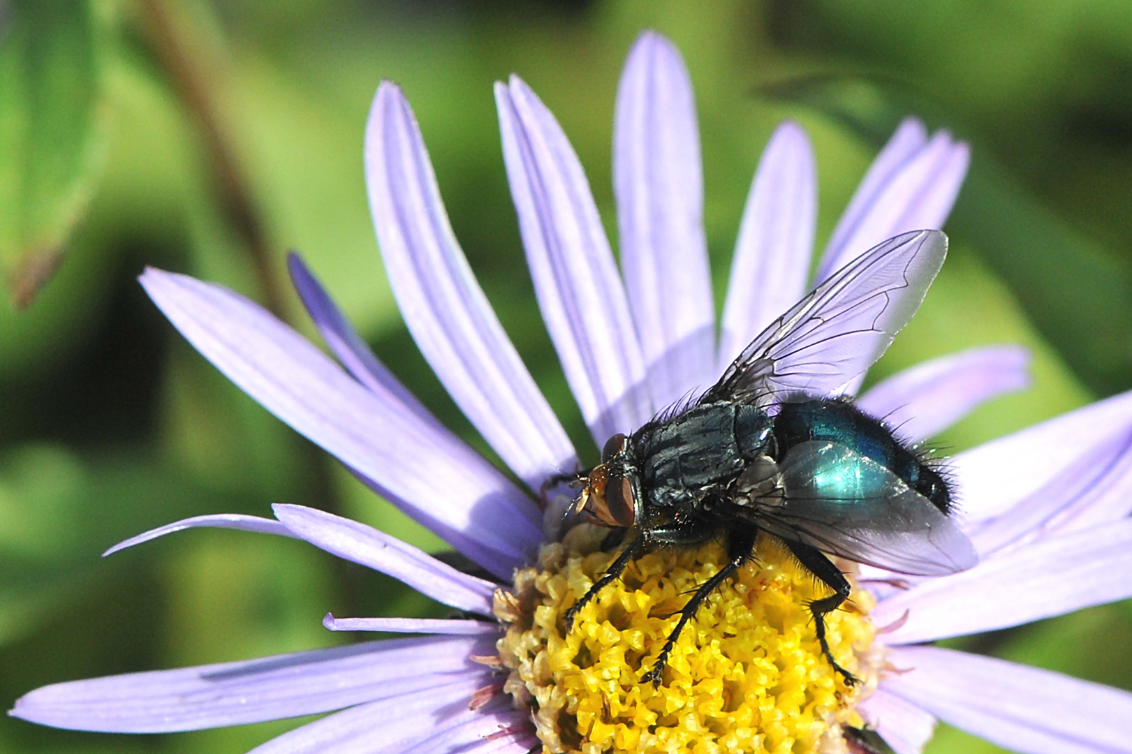 Totenfliege (Cynomyia mortuorum)