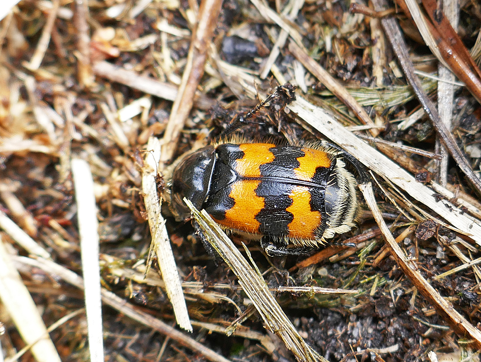 Totengräber