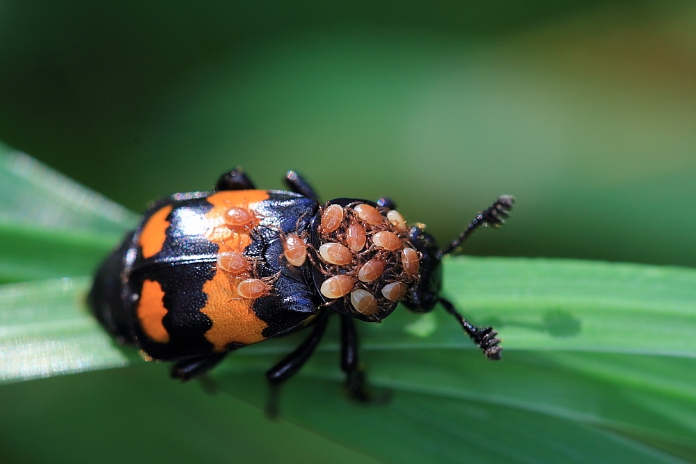 Totengräber (Necrophorus vespillo)