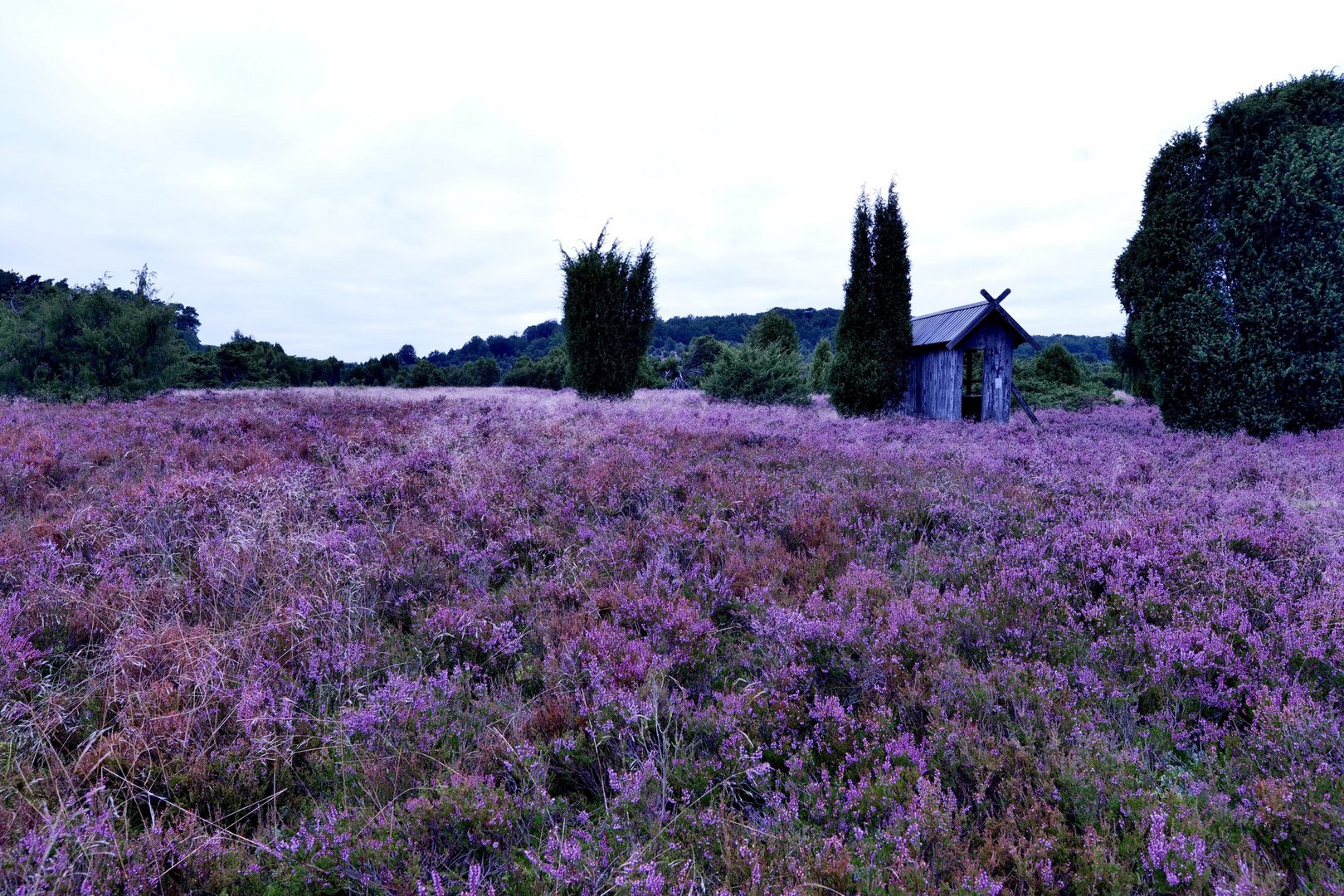 Totengrund, in der Lüneburger Heide 