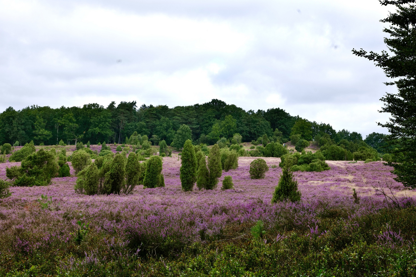 Totengrund, in der Lüneburger Heide