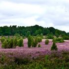 Totengrund, in der Lüneburger Heide