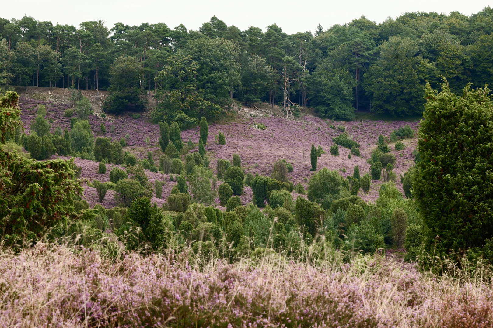 Totengrund, in der Lüneburger Heide