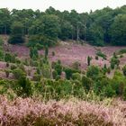 Totengrund, in der Lüneburger Heide