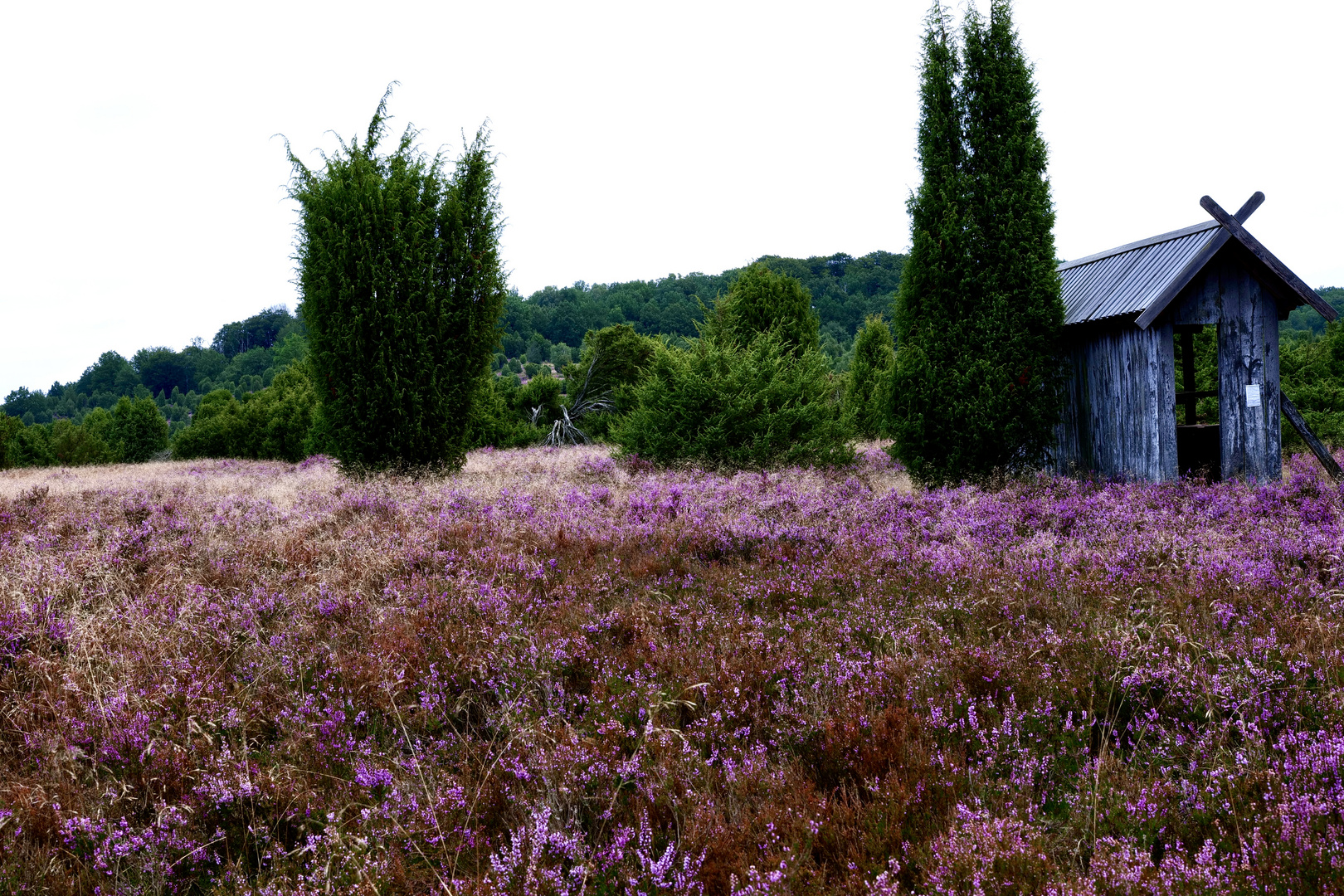 Totengrund, in der Lüneburger Heide 