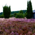 Totengrund, in der Lüneburger Heide 