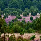 Totengrund, in der Lüneburger Heide 