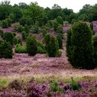 Totengrund, in der Lüneburger Heide 