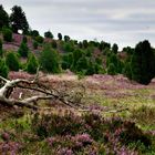 Totengrund, in der Lüneburger Heide 