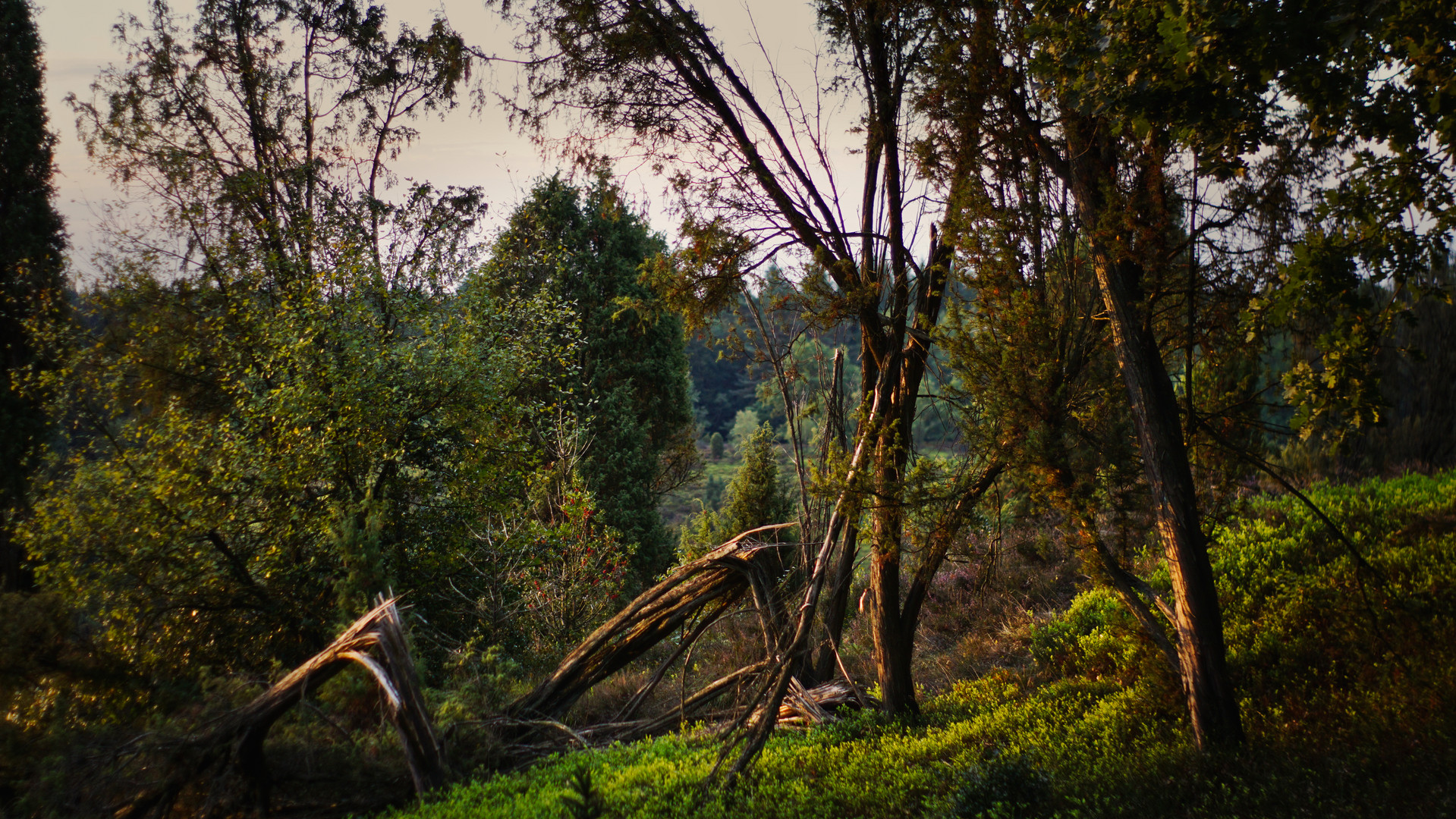 Totengrund in der Lüneburger Heide 