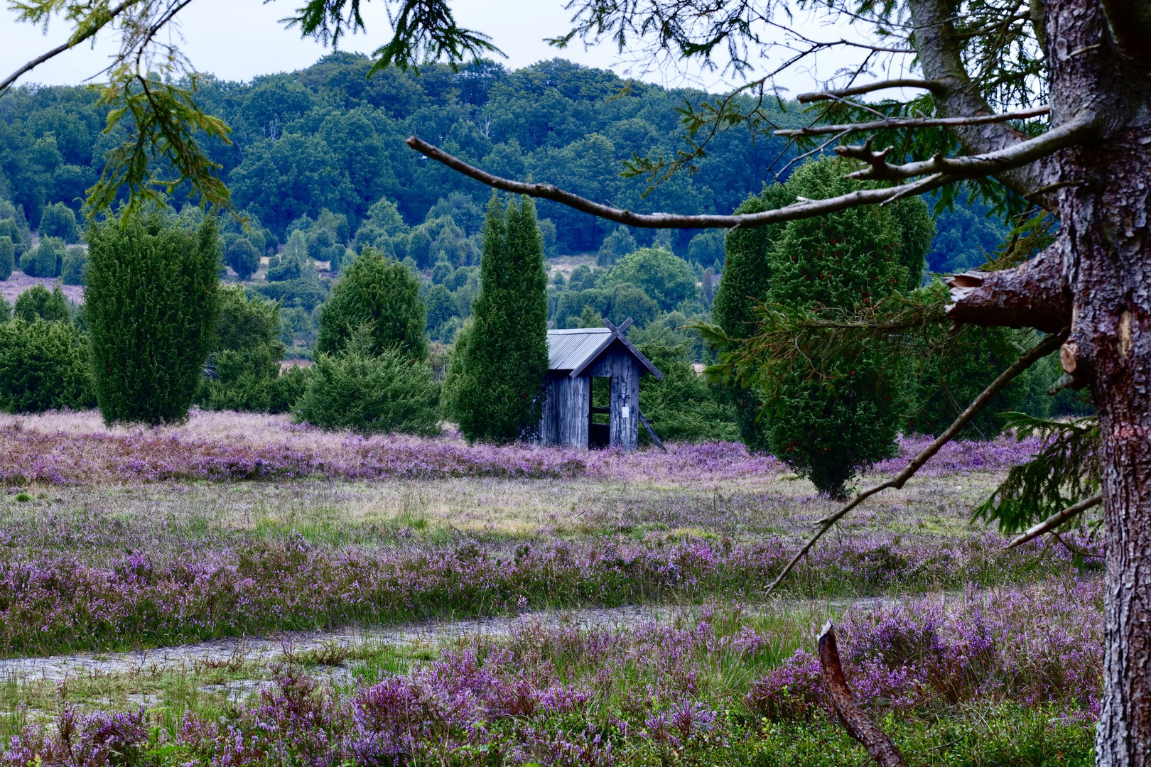 Totengrund, in der Lüneburger Heide 