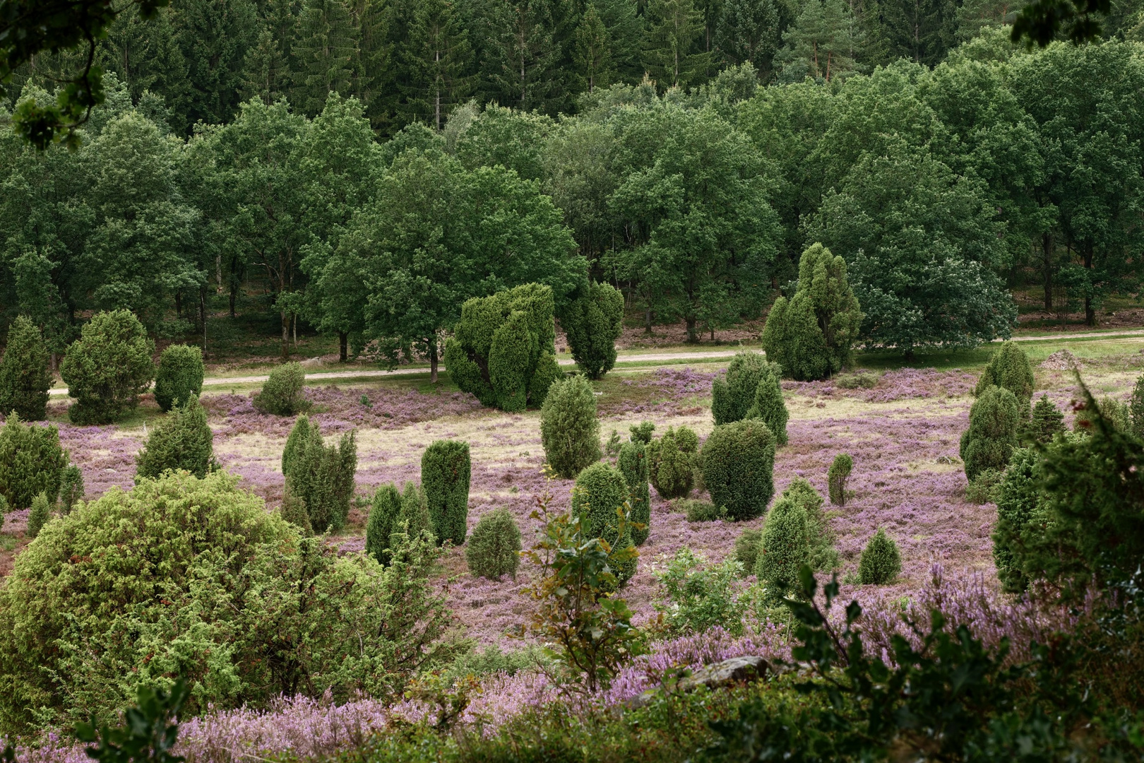 Totengrund, in der Lüneburger Heide