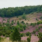 Totengrund, in der Lüneburger Heide