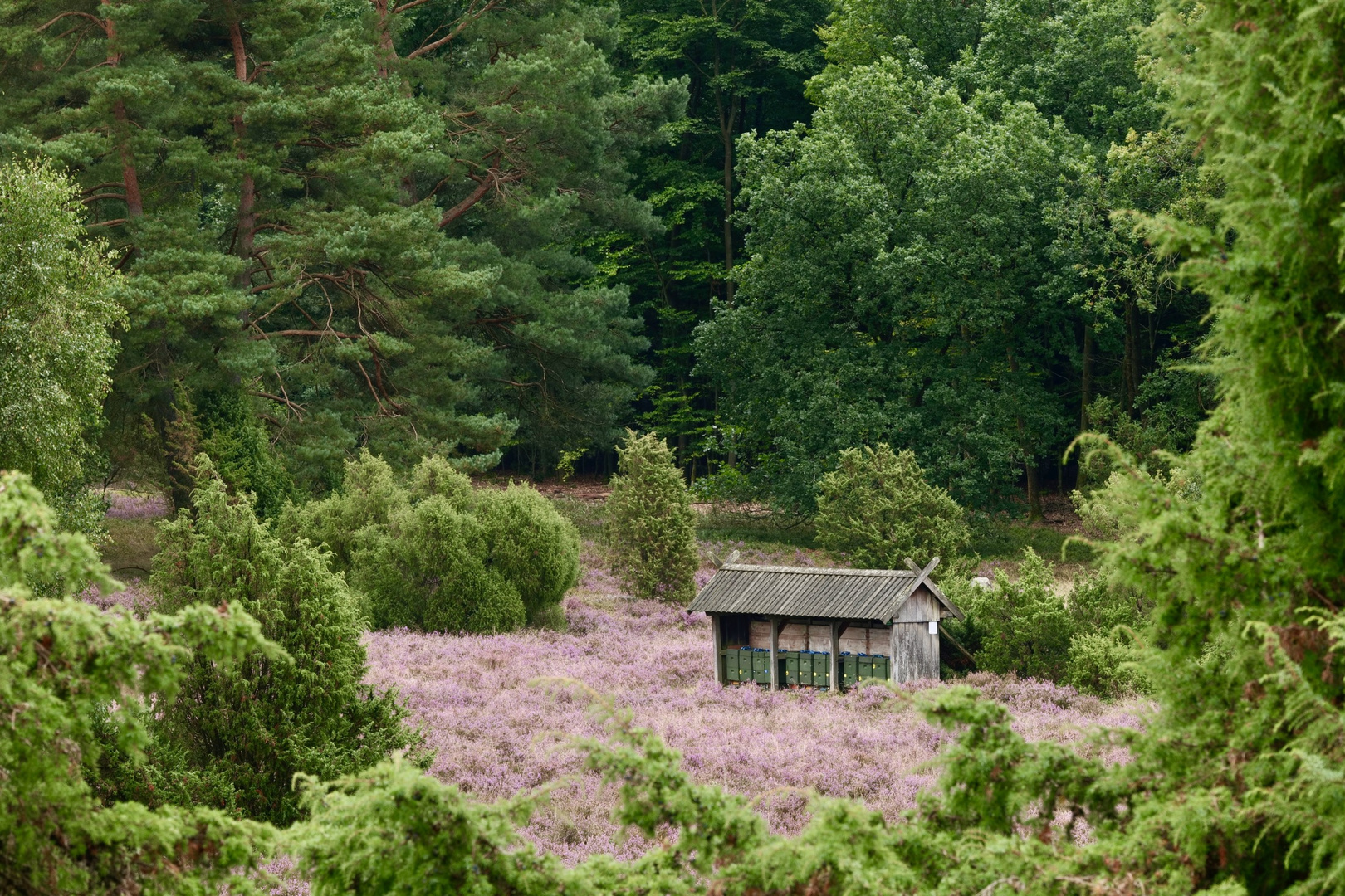 Totengrund, in der Lüneburger Heide