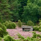 Totengrund, in der Lüneburger Heide