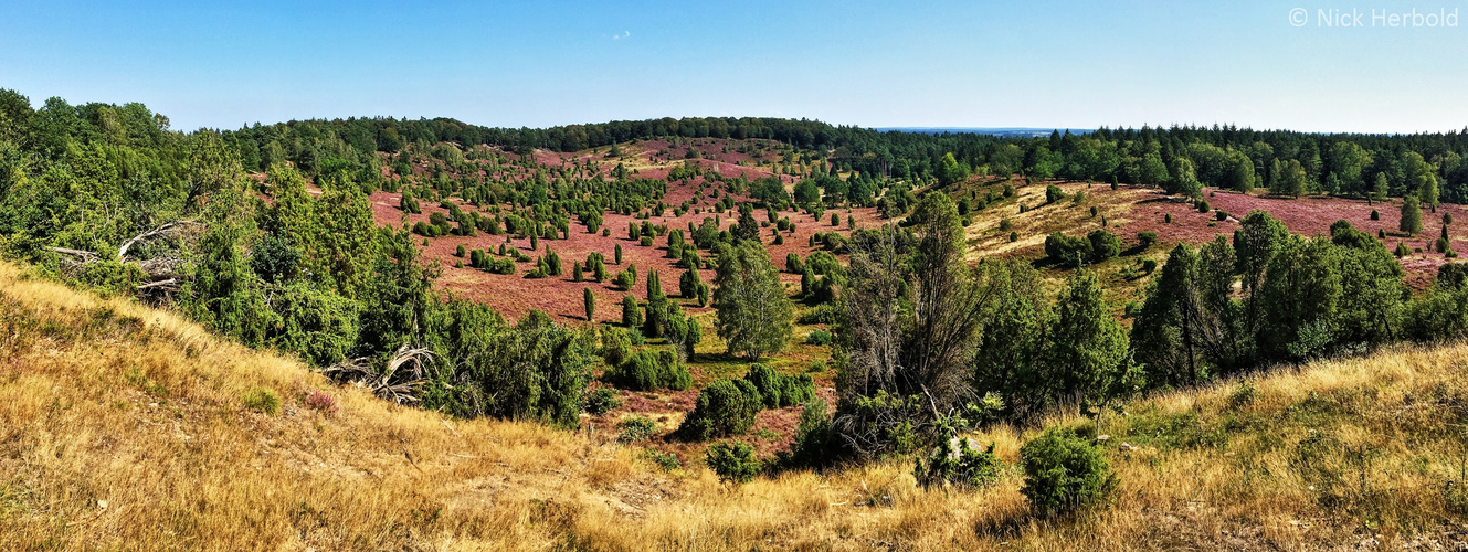 Totengrund in der Lüneburger Heide - Panorama