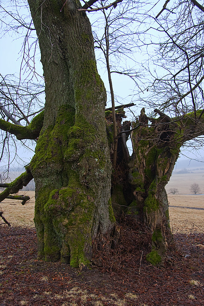 Totenhoflinde bei Ilbeshausen