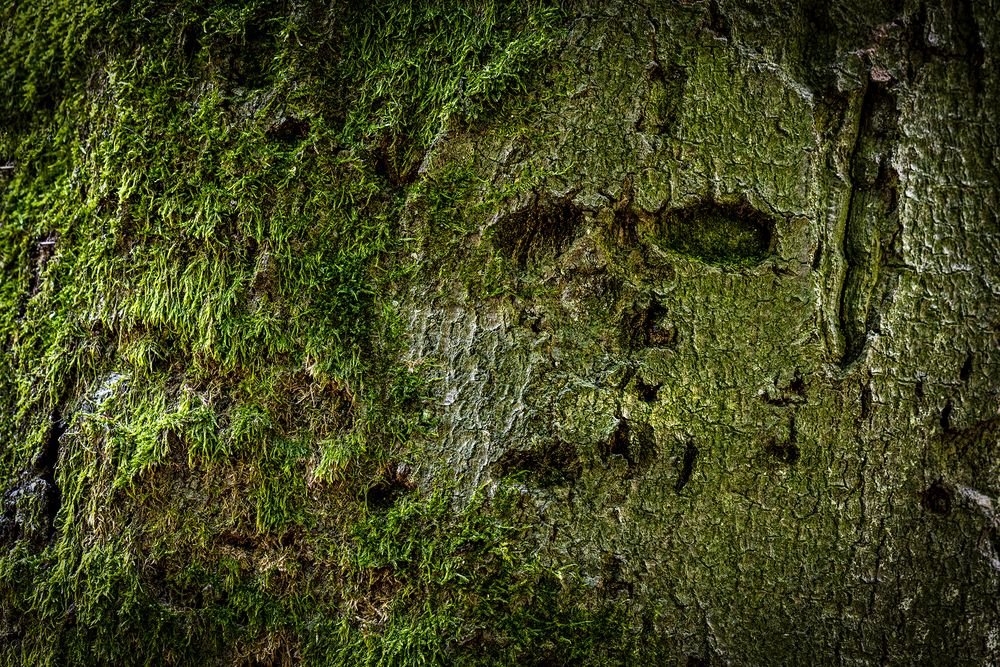 Totenkopf Foto & Bild pflanzen, pilze & flechten, bäume, baumrinden