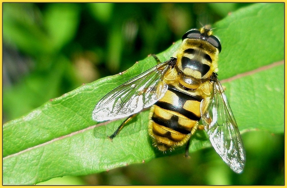 Totenkopf Schwebefliege Foto & Bild natur, fliegen, insekten Bilder