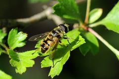 Totenkopf - Schwebfliege