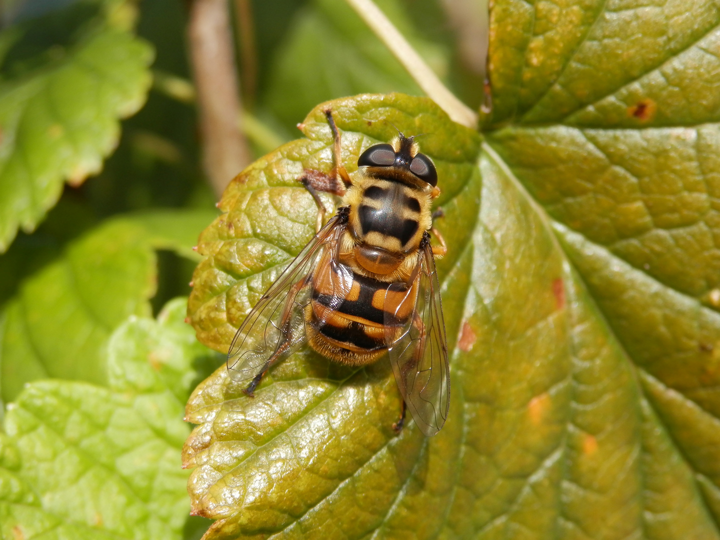 Totenkopf-Schwebfliege (Myathropa florea)