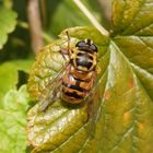 Totenkopf-Schwebfliege (Myathropa florea)