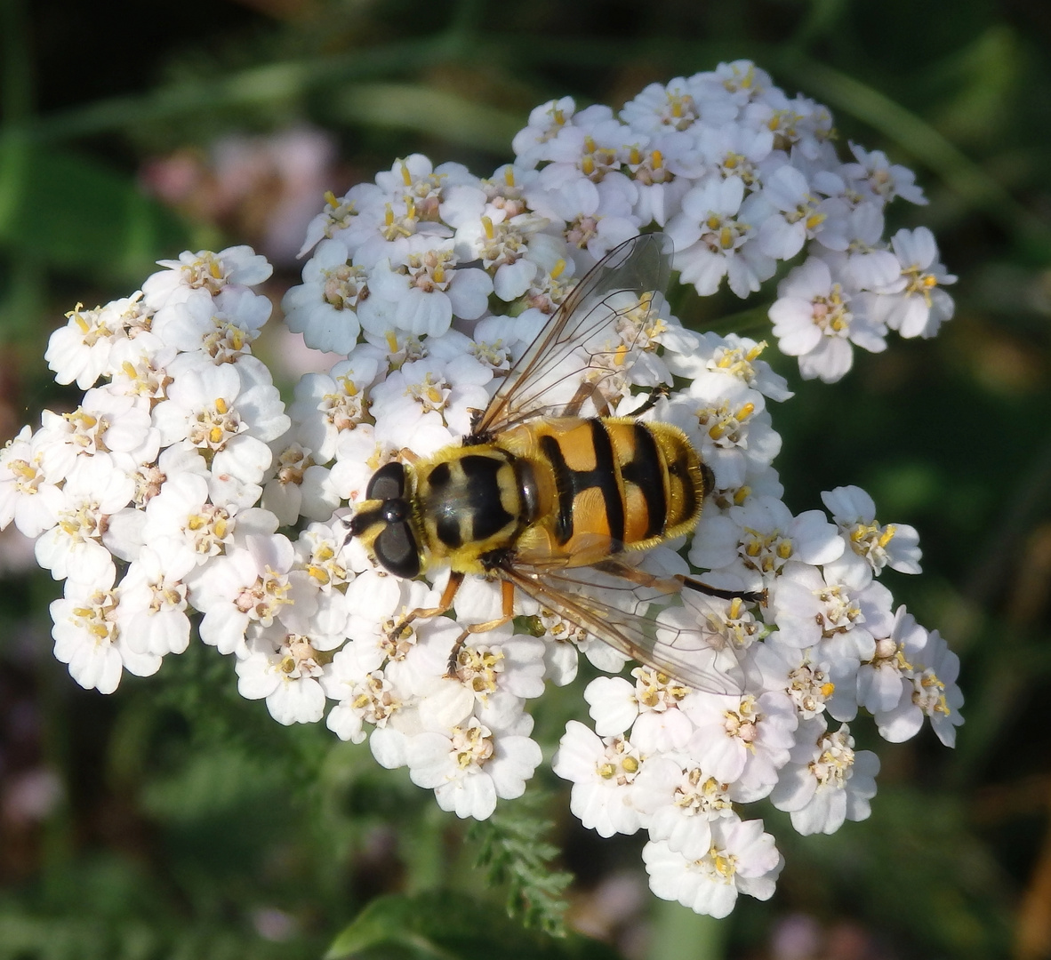 Totenkopf-Schwebfliege (Myathropa florea)